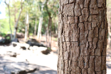 Focus on bark of the tree, the background is blurred