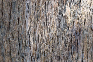 Focusing on the middle of the old bark close up
