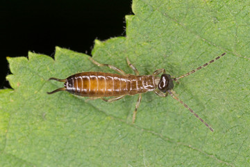 Close-up of European earwig over a leaf.