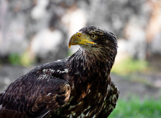 Fototapeta premium Huge eagle shot close-up of the flora and fauna of Vosges