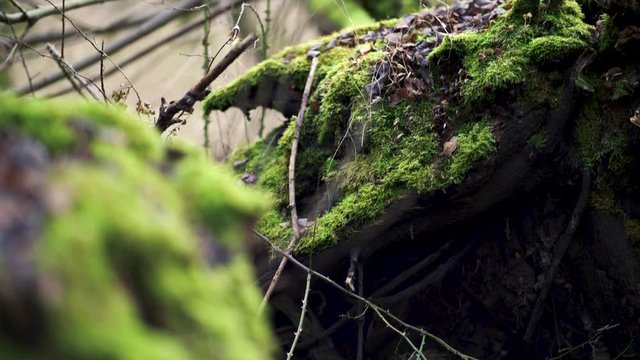 Amazing green moss & mushrooms on a tree Mushrooms & moss on tree 4k explainer video background with copy space for text or image