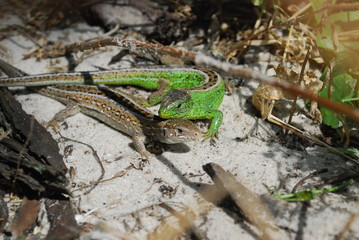 lizard on rock