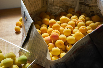 梅。梅干しや梅酒に使われます。