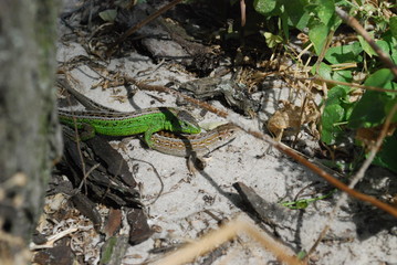 lizard on tree