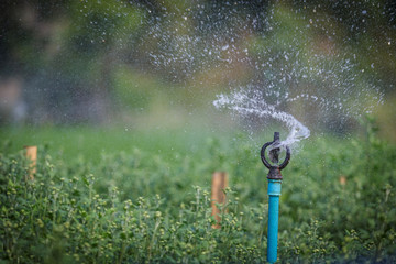 water springer on flowers field in flowers garden.