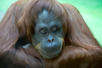Portrait Bornean orangutan, Pongo pygmaeus, dreamy look. Fauna, mammals, primates, ecology.