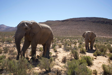 Fototapeta na wymiar Elephants in South Africa