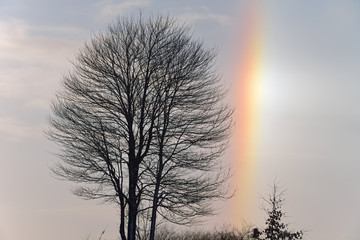 Winter landscape of bare trees and sundog (parhelion), Michigan, USA