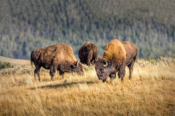 Herd of wild bisons, Yellowstone National Park