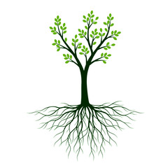 Green spring Tree with Roots. Vector Illustration.