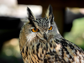Huge owl closeup shot, flora and fauna of Vosges