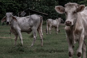 White cows on a field on a nite day in summer.