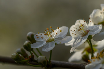 Allphotokz Blooming Trees 20190329 7787 D810