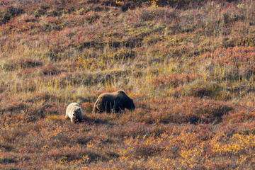 Grizzly Bear Sow and Cubs in Denali National Park in Autumn