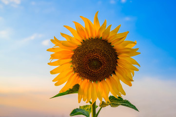 Obraz premium Close-up of sunflower and blue sky