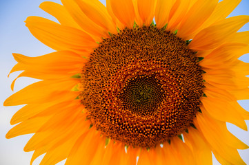 Close-up of sunflower in the morning