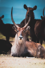 Impala in Kenya