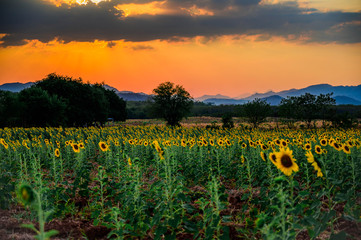 Landscape of sunflower field in the evening,The sunset in the sunflower field