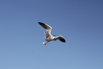 Fototapeta premium flying seagull