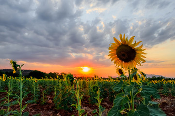 Landscape of sunflower field in the evening,The sunset in the sunflower field