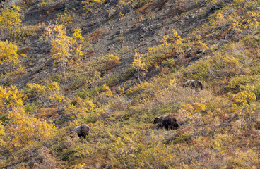 Grizzly Bear Sow and Cubs in Denali National Park in Autumn