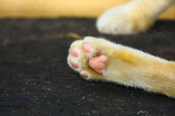 Fototapeta premium leg of cat in relaxed position. it's yellow and white color and furry.
