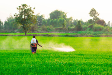 Farmers in the tropical monsoon region, Myanmar, Thailand, Laos, Malaysia, Indonesia, Philippines, Vietnam are spraying chemicals to control grass and eliminate pests in the rice fields.