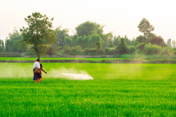 Farmers in the tropical monsoon region, Myanmar, Thailand, Laos, Malaysia, Indonesia, Philippines, Vietnam are spraying chemicals to control grass and eliminate pests in the rice fields.