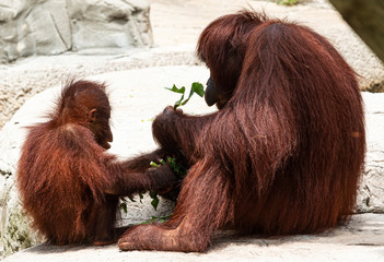 Two orangutans eating green leafs