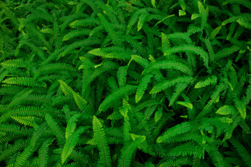 Green background of fern leaves.