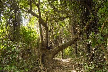 Fototapeta na wymiar Dense rainforest with a small path