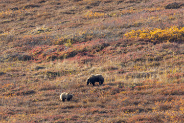 Grizzly Bear Sow and Cubs in Denali National Park in Autumn