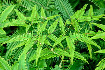 Green background of fern leaves.