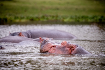 happy hippopotamus in a lake