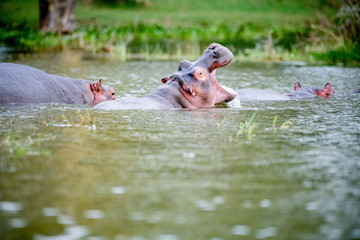 happy hippopotamus in a lake