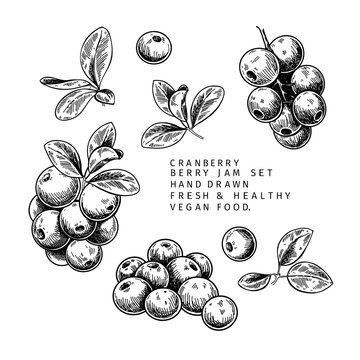 Hand drawn cranberry branch, leaf and berry. Engraved vector illustration. Cowberry, blueberry wild plant. Summer harvest, jam or mamalade vegan ingredient. Menu, package, cosmetic and food design.