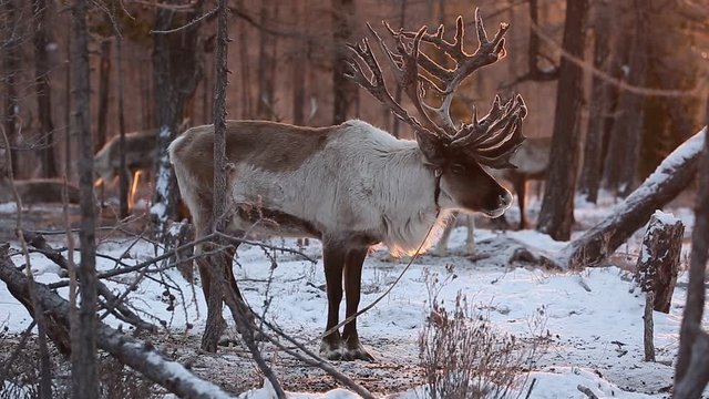 reindeer are herded by people in ulaantaiga bio reserve at north part of mongolia,in sunrise warm color,eye level angle camera.