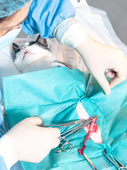 cat going under surgery