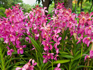 Close up of pink Mokara orchid with green leaves in the botanical garden