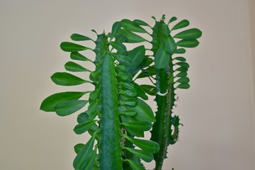 Green houseplants with large leaves on a green background