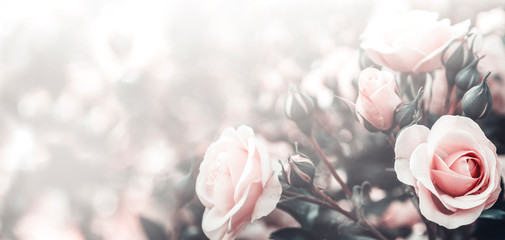 Fototapeta Fine art image of beautiful pastel roses in garden. obraz