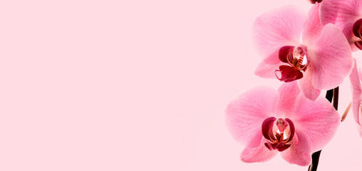 Closeup of bloom pink orchid flower border design.