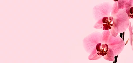 Foto op Canvas Close-up van bloei roze orchidee bloem boordmotief. © hitdelight