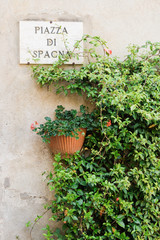 Beautiful floral wall in Piazza di Spagna street in Pienza in Tuscany, Italy