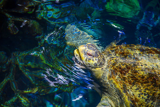 Green Sea Turtle At New England Aquarium