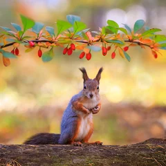 Fotobehang schattige rode eekhoorn die in de herfsttuin zit onder een stekelige tak met rode berberisbessen © nataba
