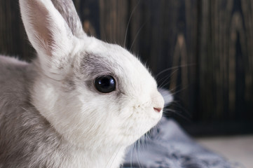 Soft cute curious portrait white rabbit sits on the table near to blue plaid. The concept of waiting for spring and Easter. Vertical, close-up portrait bunny. Follow the white rabbit symbolism