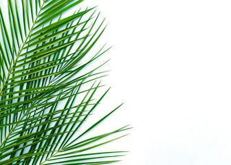 Tropical palm branches on a white isolated background.