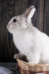 Obraz premium Soft cute portrait of white curious rabbit in a wicker basket gets out. The concept of waiting for spring and Easter. Portrait bunny. Follow the white rabbit symbolism