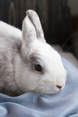 Soft cute curious portrait white rabbit sits on the table near to blue plaid. The concept of waiting for spring and Easter. Vertical, close-up portrait bunny. Follow the white rabbit symbolism